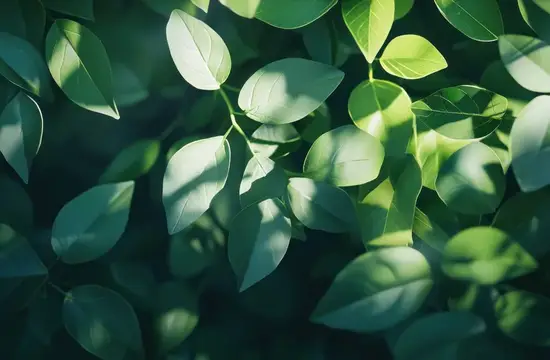 Солнечные блики на сочных зелёных листьях в тени
