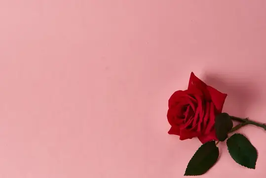 Красная роза лежит на розовом фоне