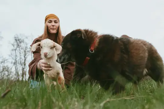 Молодая женщина в коричневой куртке и повязке на голове нежно держит белого козленка, в то время как большая коричневая собака с любопытством обнюхивает его на зеленом травянистом поле в облачный день
