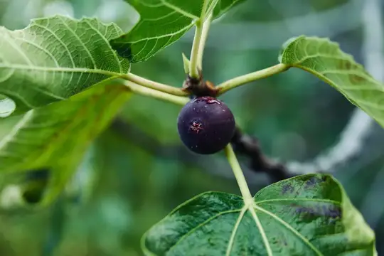 Спелая фиолетовая фига на ветке среди зелёных листьев