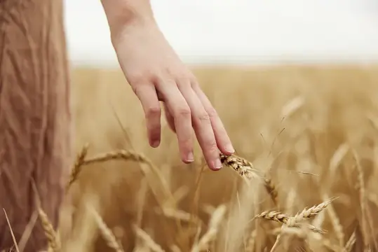 Женские руки среди ржи на ферме