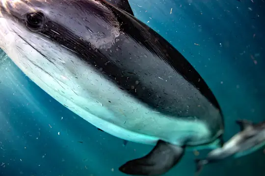 Дельфин плывёт под водой в лучах света