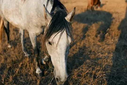 Белая лошадь с тёмной гривой пасётся на сухой траве