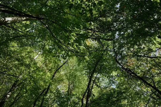 Вид снизу на густые кроны деревьев в летнем лесу
