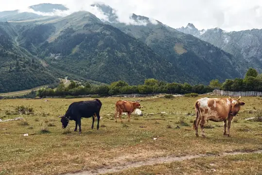 Коровы пасутся на пастбище, луг, рядом с альпийскими горами, сельский