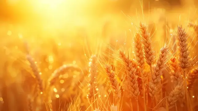 Золотые колосья пшеницы в лучах заходящего солнца