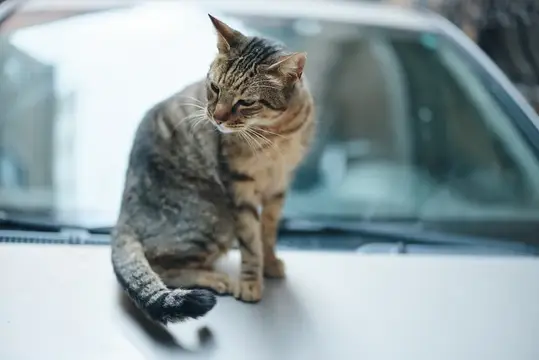 Полосатая кошка сидит на капоте автомобиля