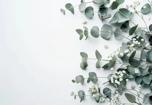 Ветки эвкалипта и белые цветы на светлом фоне