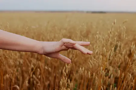 Рука человека среди урожая пшеницы на полях сельскохозяйственной отрасли