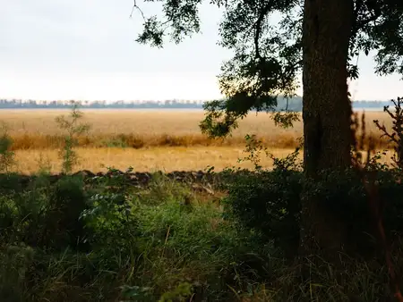 Свежий воздух природы на сухих полях, траве и деревьях