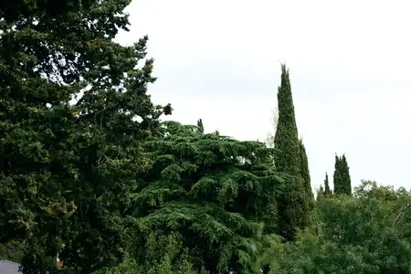 Безмятежное голубое небо с пушистыми белыми облаками над мирным лугом в сельской местности