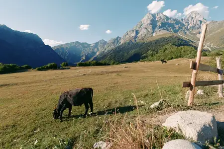 Корова, горный луг, пастбище, забор, пейзаж, показывающий стадо, пасущееся на травянистом склоне с деревянным столбом деревенского забора