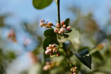 Ветка, почки, цветок, растение, природа, зелень, листья, на улице, небо, макросъемка