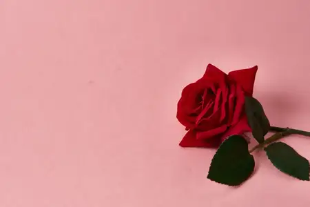 Красная роза с шипами на розовом фоне, обрезанный вид, свободное пространство