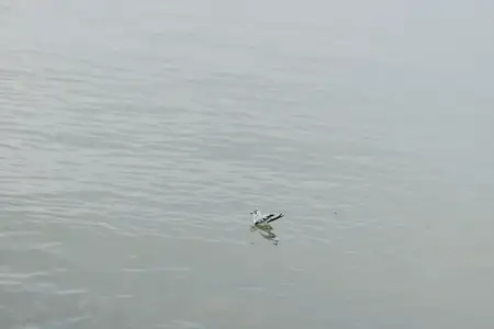 Одинокая чайка отдыхает на безмятежной водной глади с легкой рябью вокруг