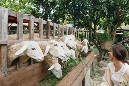 Женщина кормит отару овец через деревянный забор на открытом воздухе