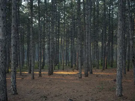 Сосновый лес, сухие листья, природа, свежий воздух, деревья