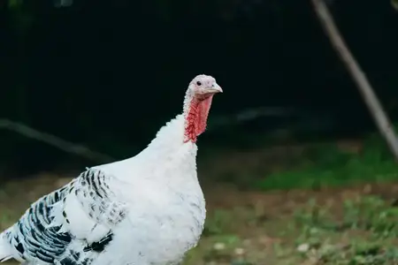Индюк, белый индюк, домашний индюк, взрослый индюк, красный нарост на клюве, на открытом воздухе, свободный выгул — профиль взрослого домашнего белого индюка, идущего по зеленой траве, спокойный…