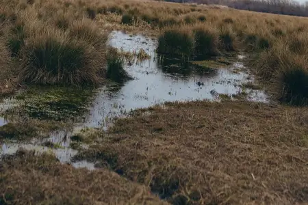 Пейзаж водно-болотных угодий на открытом воздухе: болотная вода, трава, тростник, природа