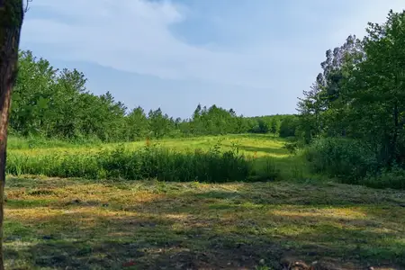 Луг, поле, трава, деревья, лес, природа, пейзаж, поляна в безмятежной сельской местности на открытом воздухе, идиллическая сельская местность с солнечным светом, листвой и панорамным видом на…