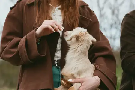На открытом воздухе коза, козленок и улыбающаяся женщина разделяют простой момент кормления, иллюстрируя образ жизни, заботу о животных и теплую связь на свежем воздухе