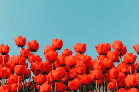 Впечатляющее изображение красных тюльпанов, пышно цветущих под ярким голубым небом, передающее суть весны, природы и красоты цветов
