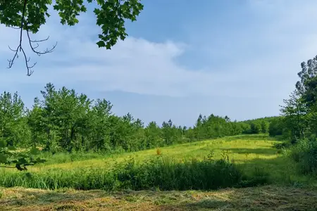 Луг, поле, трава, деревья, природа, пейзаж, небо, лето, мирный сельский вид с высокой травой, опушкой смешанного леса, ярким дневным светом и открытым горизонтом для отдыха на природе