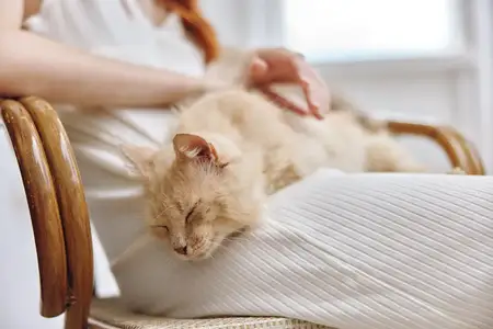 Женщина гладит кошку, сидящую на стуле