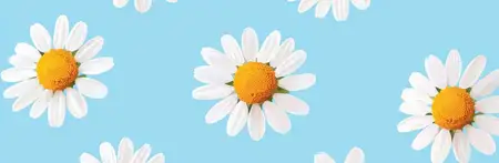 Яркие белые ромашки с желтыми серединками, расположенные на мягком голубом фоне, передающие свежую и радостную атмосферу, идеальную для природных и цветочных дизайнов