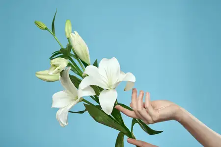 Букет белых цветов на голубом фоне, а также обрезанный вид женской руки