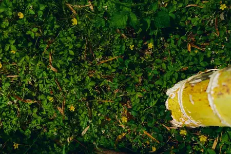 Крупный план ствола березы с мхом и клевером на покрытом листвой лесном полу, желтая отслаивающаяся кора рядом с зеленой листвой и травой, текстурная фотография природы уличной растительности