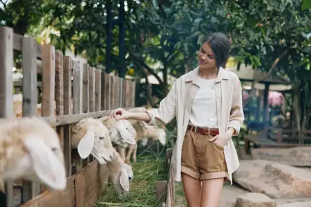 Женщина гладит овцу в открытом загоне, который окружён забором