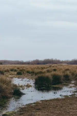 Болотно-водно-болотный ландшафт на открытом воздухе: природа, вода, тростник, травянистое поле, облачно и пасмурно