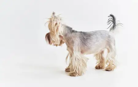 Маленькая собачка, домашний питомец, щенок, груминг на изолированном фоне