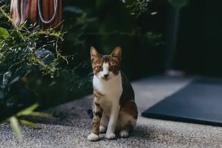 Кошка, полосатая кошка, сидит, на улице, в саду, портрет
