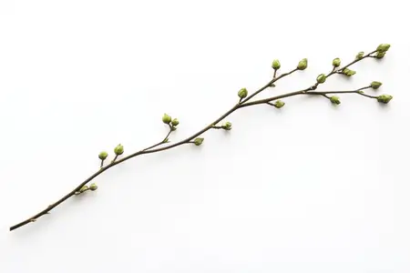 Тонкая ветка, украшенная нежными зелёными почками, воплощает суть весны и обновления