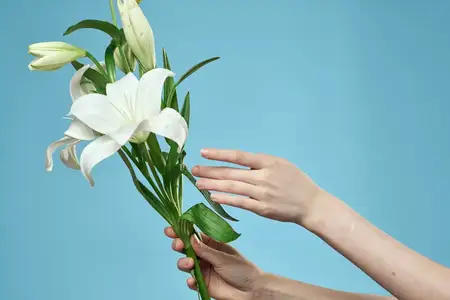 Букет белых цветов на голубом фоне, кадрированный вид женской руки