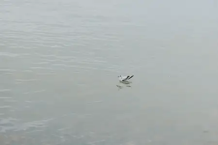 Спокойная вода с легкой рябью и одинокой чайкой, мирно плавающей в центре