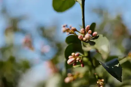 Макросъемка нежных бутонов на тонкой ветке в солнечном саду, подчеркивающая весенний рост, естественную текстуру и безмятежное настроение на открытом воздухе для контекстов образа жизни и природы