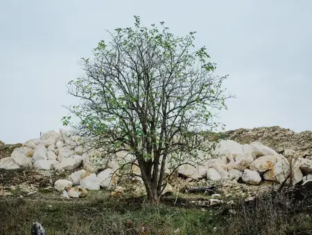 На фотографии запечатлен пейзаж с деревьями, камнями и природой, покрытый зеленой травой