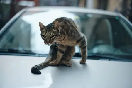Уличный кот сидит на машине на улице и вылизывает шерсть