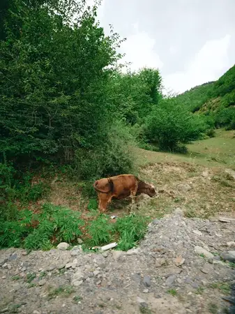 Пастбищный пейзаж с пасущейся коровой среди кустарников и камней, запечатлевший сельскую жизнь на открытом воздухе, живописные холмы, густую листву и обширное открытое пространство под облачным небом