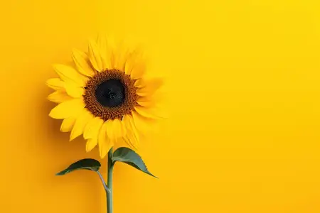 Семенное поле, жизнь, подсолнух, флора, зеленый, цветок, урожай, красота, фон, бутон, яркий, цветение, сад, фон, лето, солнечный, растение, свежий, лист, желтый, солнце, сельское хозяйство, природа