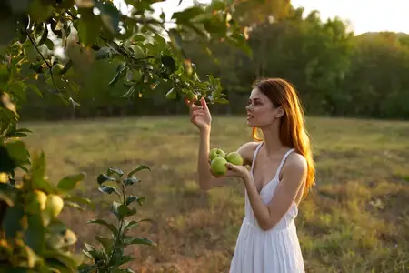 Зеленые яблоки на деревьях летом