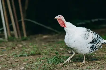 Индюк, домашний индюк, гуляет, ферма, белый индюк, домашняя птица, птица, скот, фуражировка - Взрослый белый индюк с красной шеей и пятнистыми крыльями, гуляющий по траве и почве сельского двора…