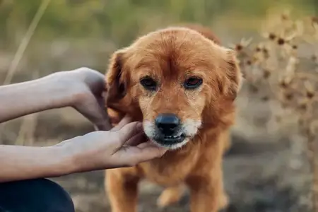 Человек наслаждается безмятежным моментом, гладя преданную собаку в безмятежном природном окружении, среди травы и сорняков