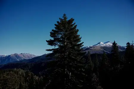 Панорамный вид на горный лес, скалы и природу