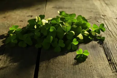 Красивая композиция из свежих зеленых листьев клевера на деревенском деревянном фоне, олицетворяющая природу, обновление и красоту экологичных тем с яркими цветами и мягкими тенями
