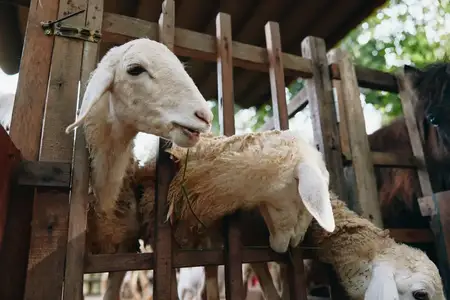 Овцы едят траву в загоне рядом с лошадью и коричневой лошадью и коричневой лошадью и коричневой лошадью и коричневой лошадью и коричневой лошадью и коричневой