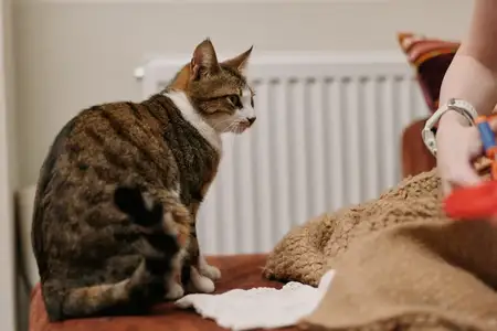 Рука женщины взаимодействует с домашней кошкой на диване, игривое настроение питомца, уютный домашний образ жизни, момент заботы о питомце, мягкая текстура пледа, спокойный интерьер